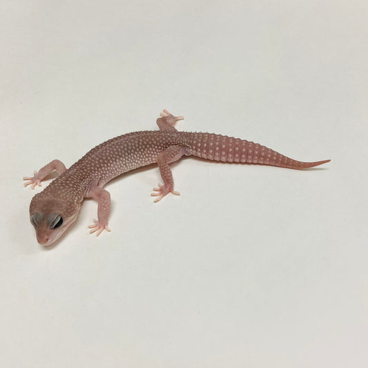 Super Snow Murphy Patternless Leopard Gecko Male B-C2-71124-1