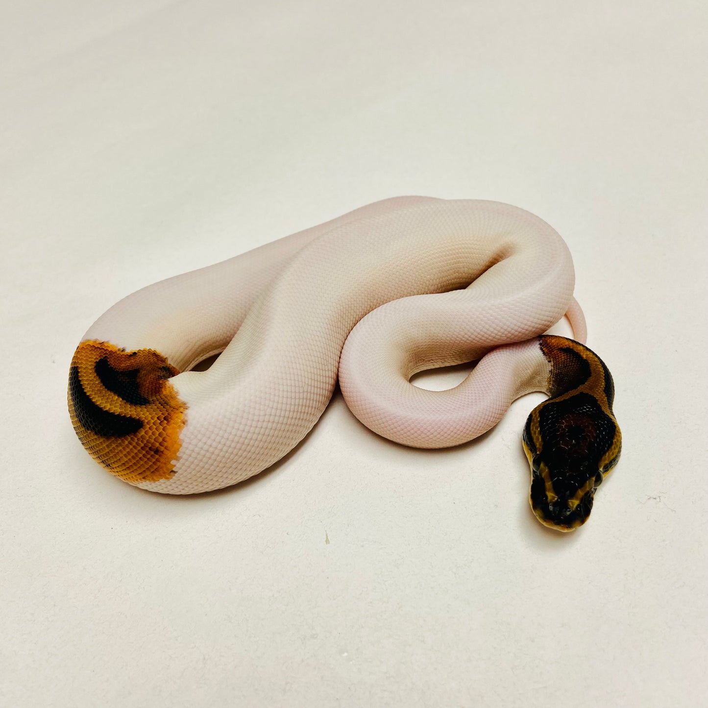 Pied Ball Python Female 2025F01