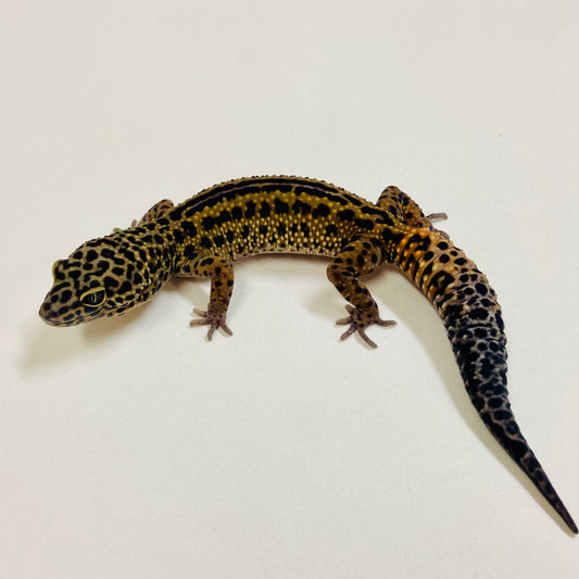 Dark Mack Snow Reverse Stripe Leopard Gecko Male 2025-078
