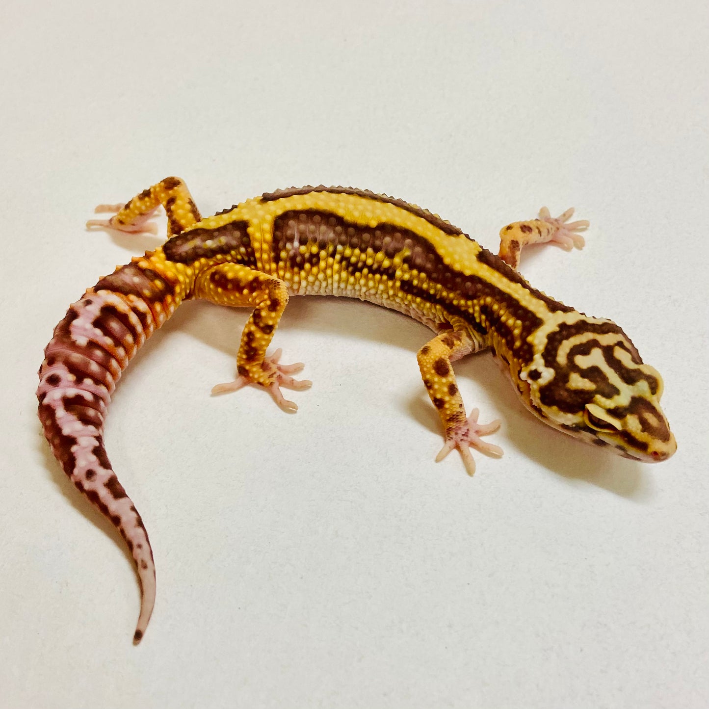 Bold Bell Leopard Gecko Female 2025-209