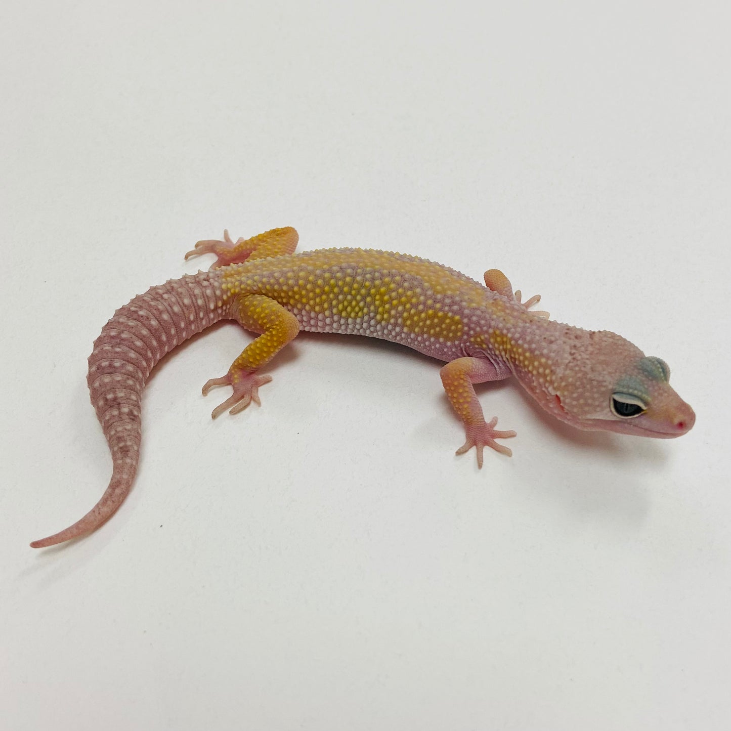 Murphy Patternless Leopard Gecko 2025-145