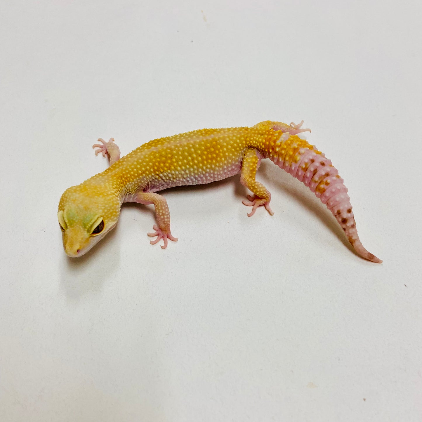 Leopard Gecko Male- Adopt LG05