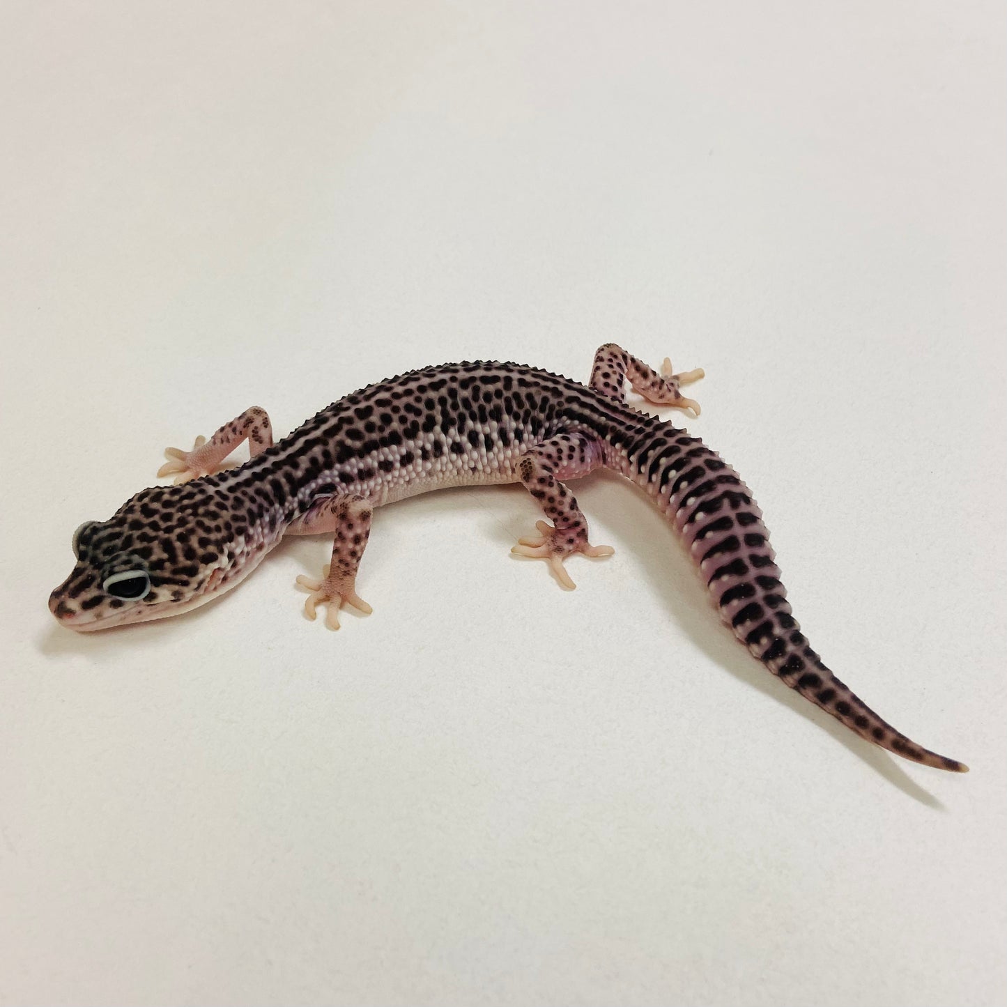 Dark Super Snow Reverse Stripe Leopard Gecko Male 2025-088