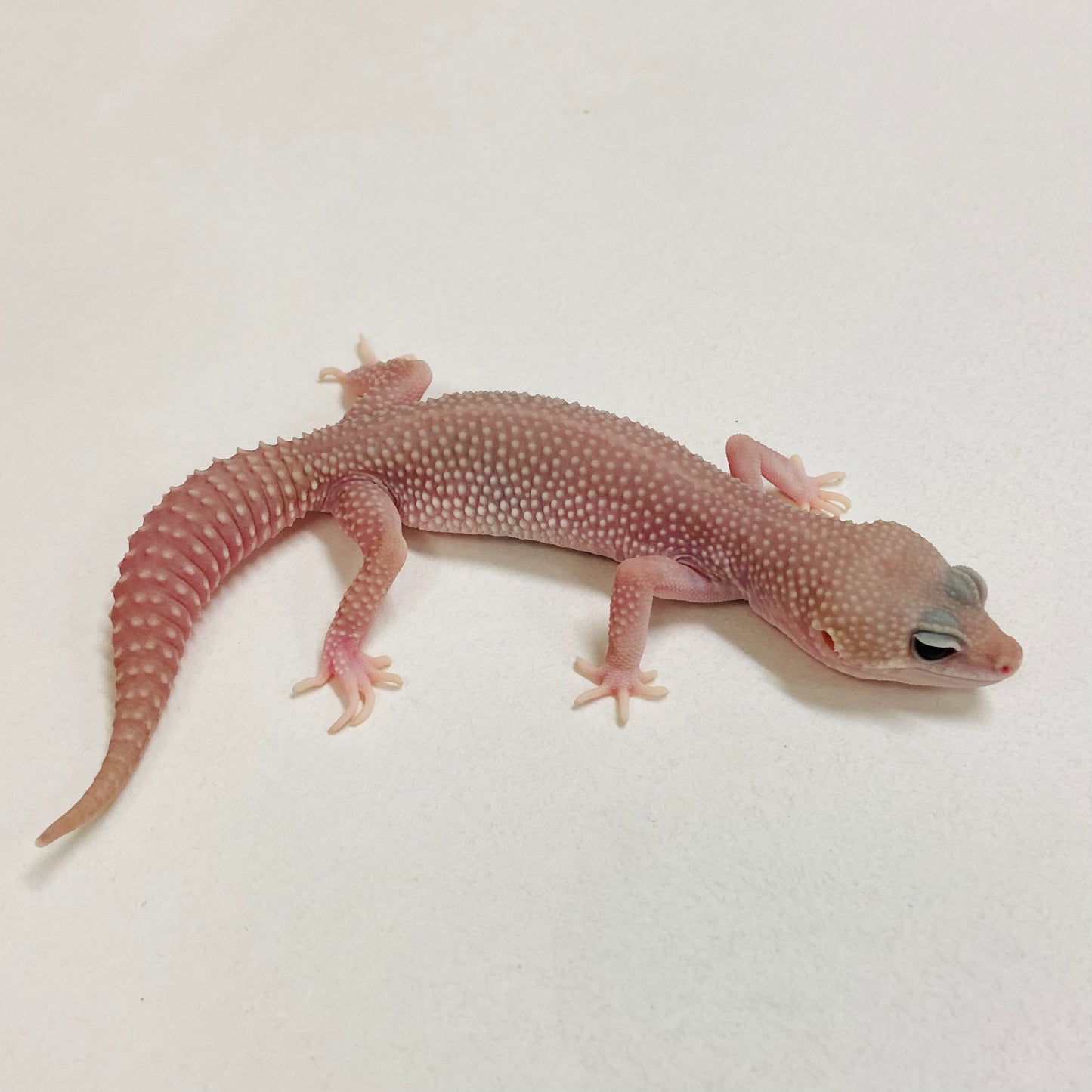 Murphy Patternless Pos MS Leopard Gecko Female 2025-212