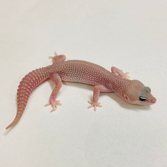 Murphy Patternless Pos MS Leopard Gecko Female 2025-212