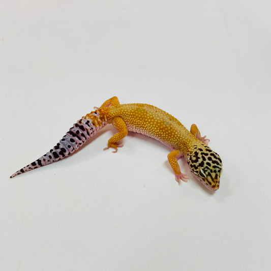 Hypo Tangerine W/Y Leopard Gecko Female I-C11-71223-1