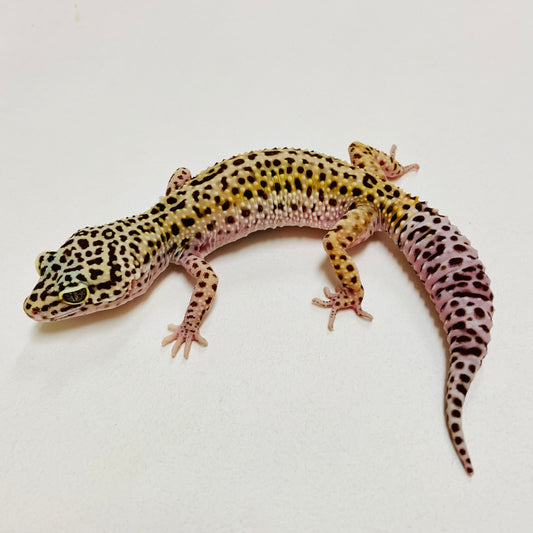 Dark Mack Snow Leopard Gecko Female I-C6-71523-1