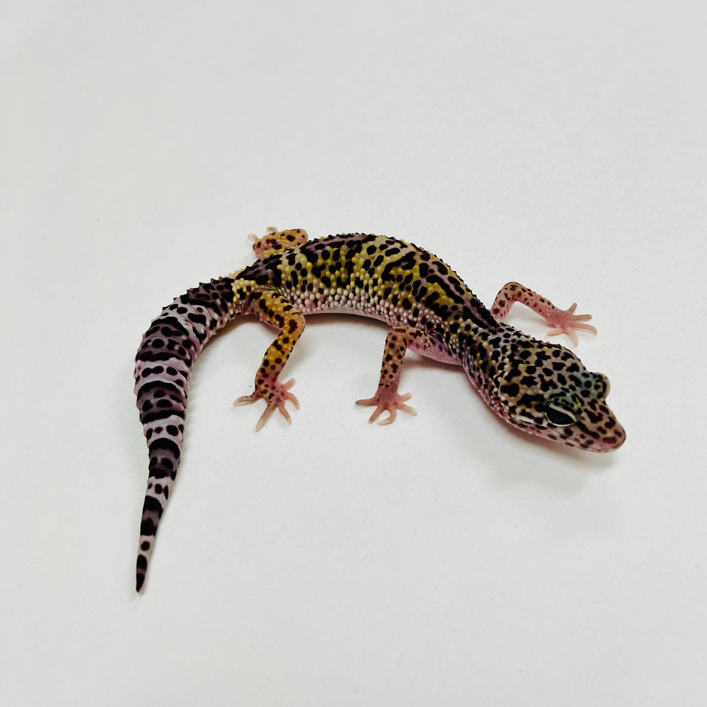Dark Mack Snow Leopard Gecko 2025-146