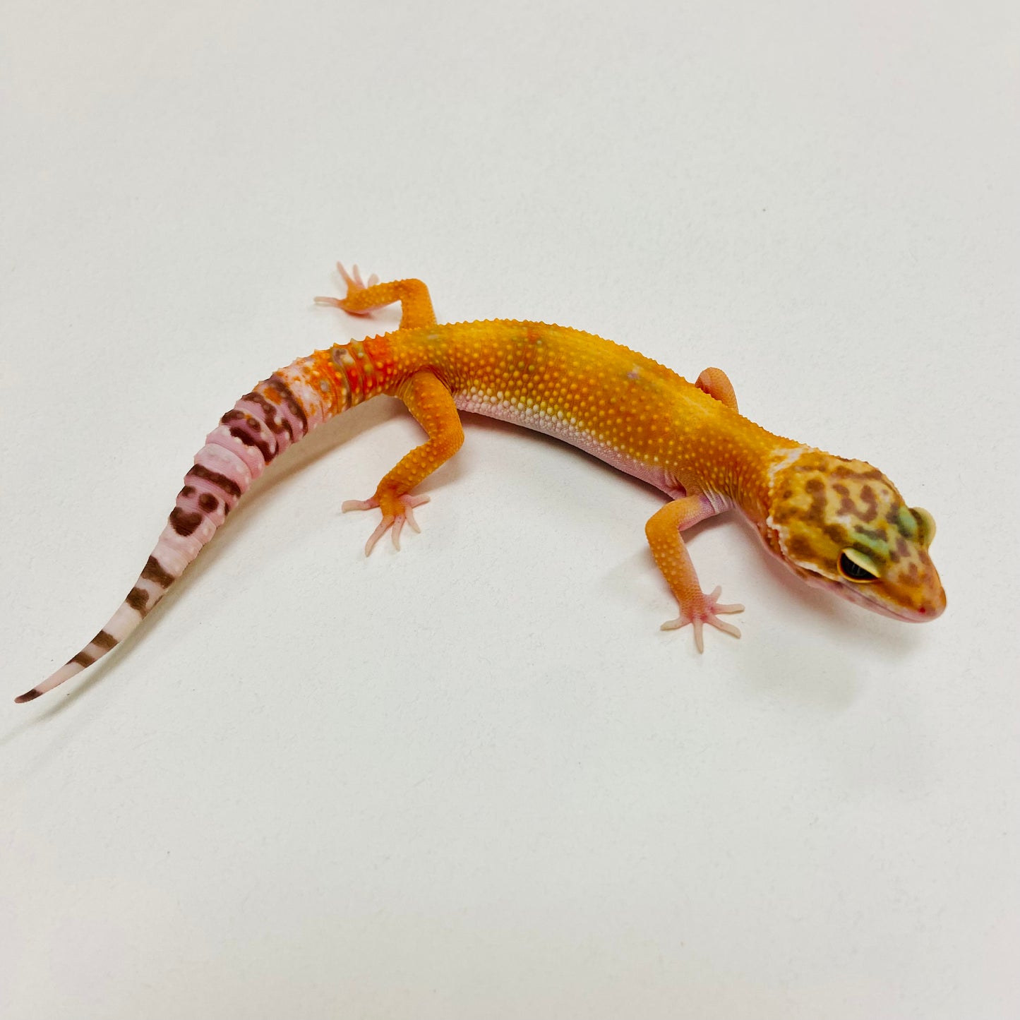 Super Hypo Tangerine Leopard Gecko 2025-171