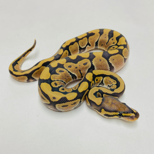 Hypo Het Clown Ball Python Male 2025M05
