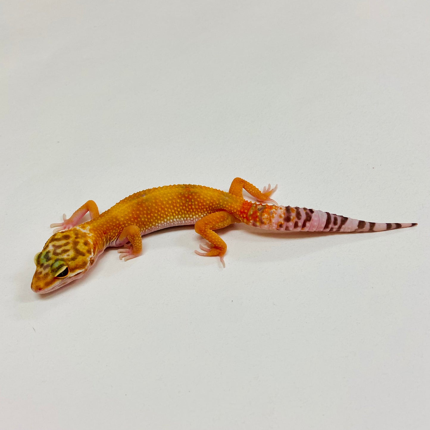 Super Hypo Tangerine Leopard Gecko 2025-171