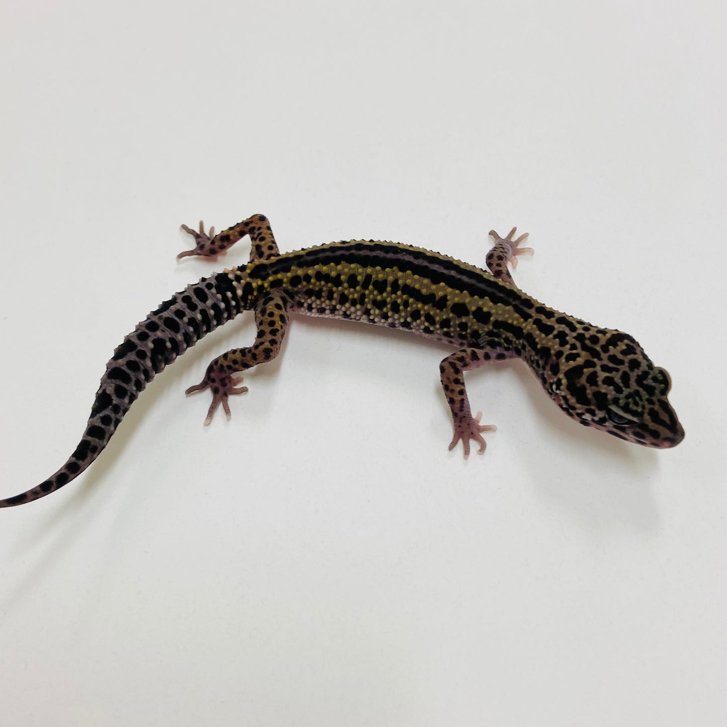 Dark Mack Snow Stripe Leopard Gecko 2025-059