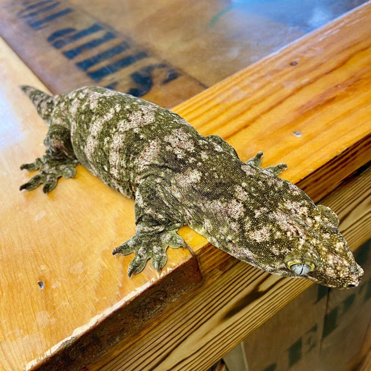Leachianus Gecko- Female 82423-FS2