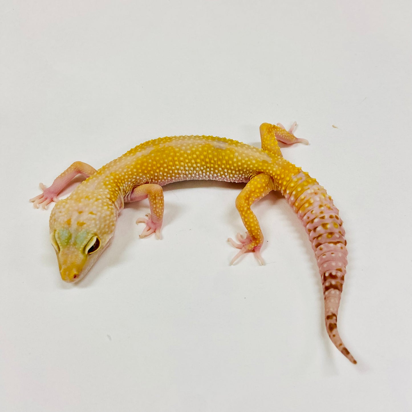 Adult Group 1.4 Sunglow Tremper Eclipse Leopard Gecko LBG-10