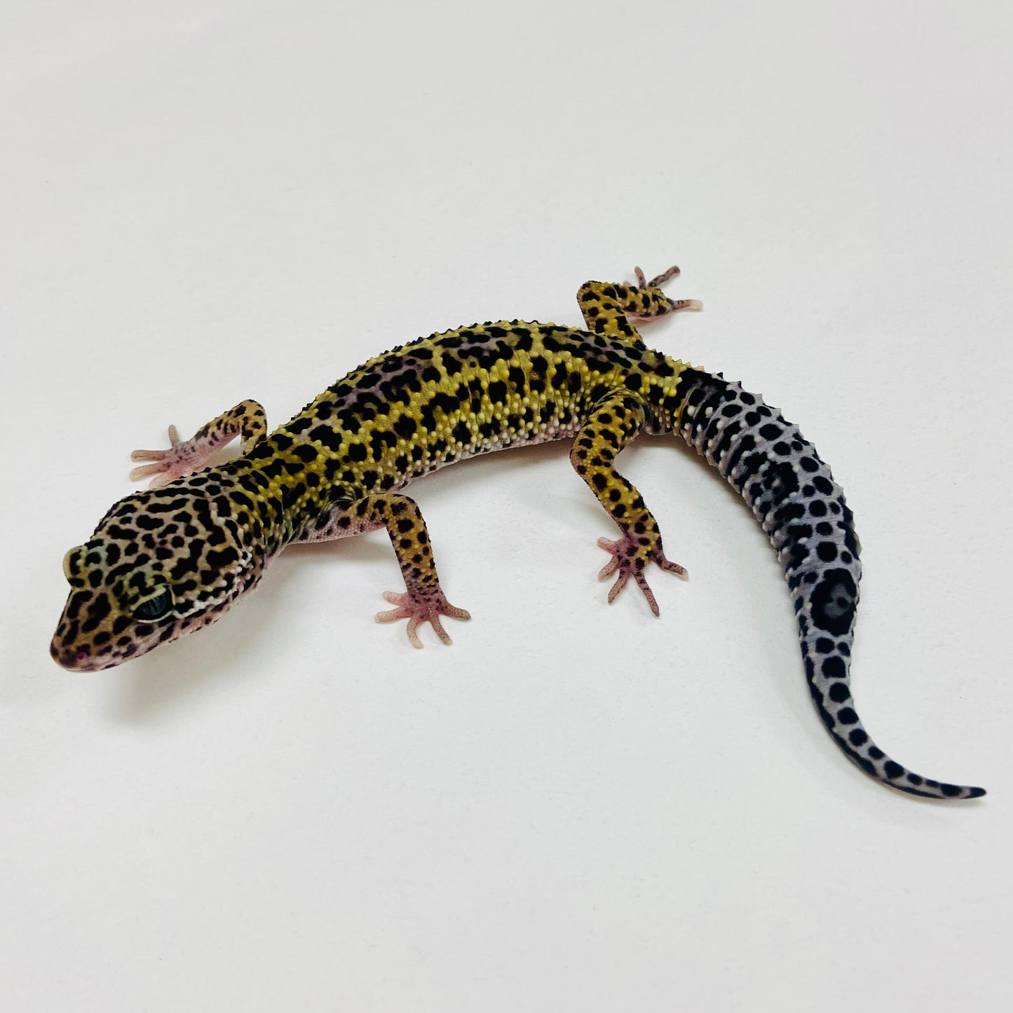 Dark Mack Snow Reverse Stripe Leopard Gecko Male 2025-140