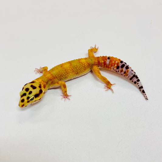 Citrine Carrot Tail Leopard Gecko Female I-C9-71023-1