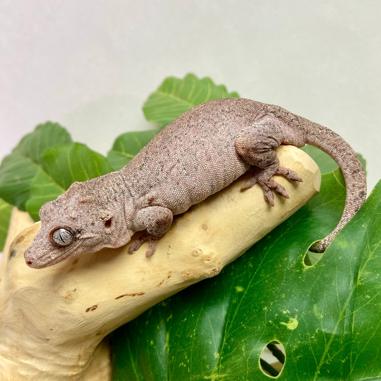Red Blotch Red Base Gargoyle Gecko Adult Female GPB14