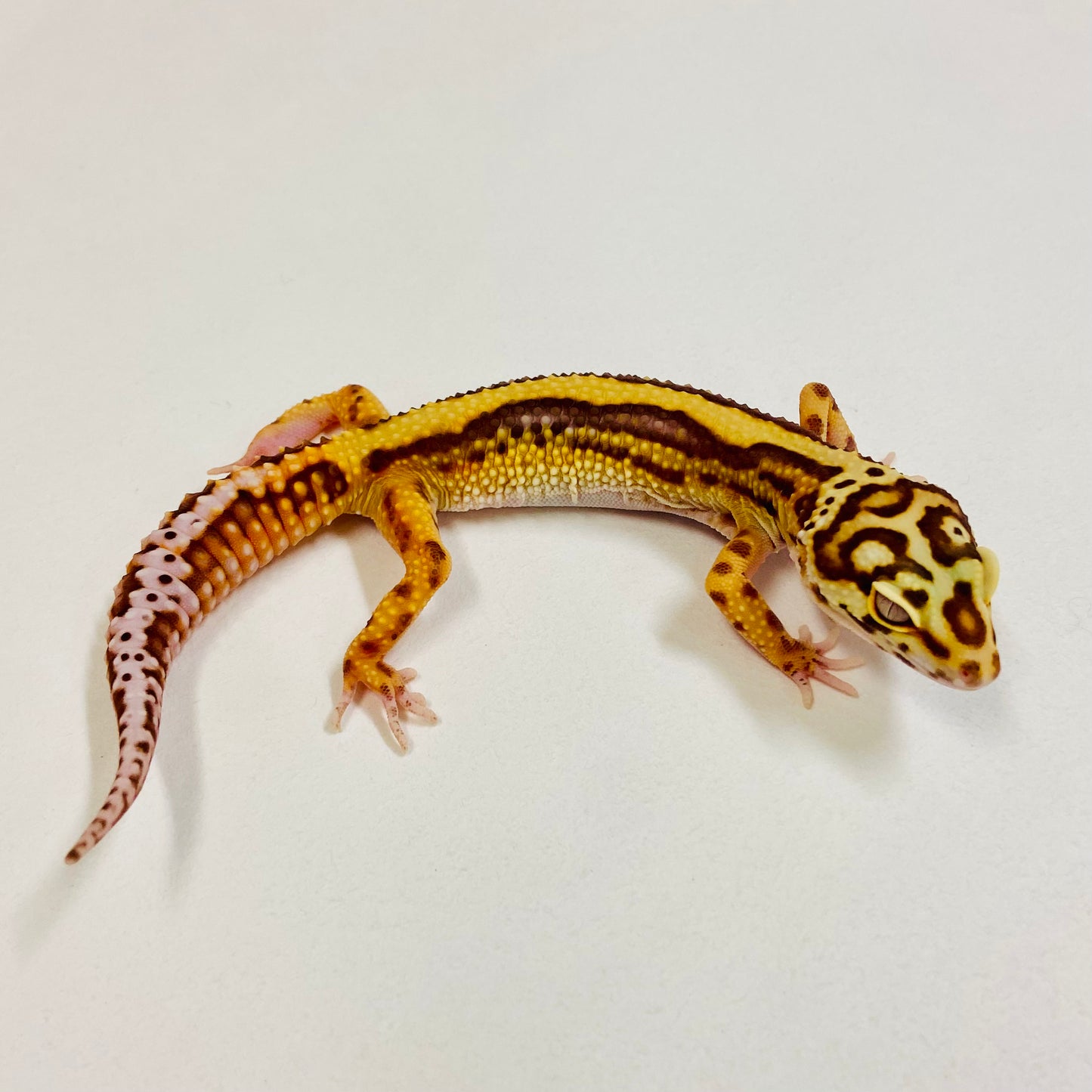 Bold Bell Leopard Gecko Female 2025-019
