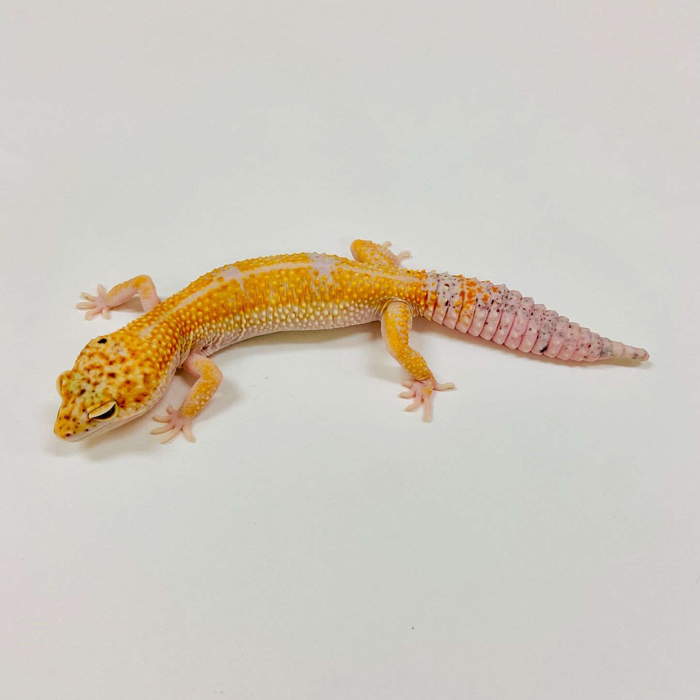Adult Group 1.4 Citrine Leopard Gecko LBG-02