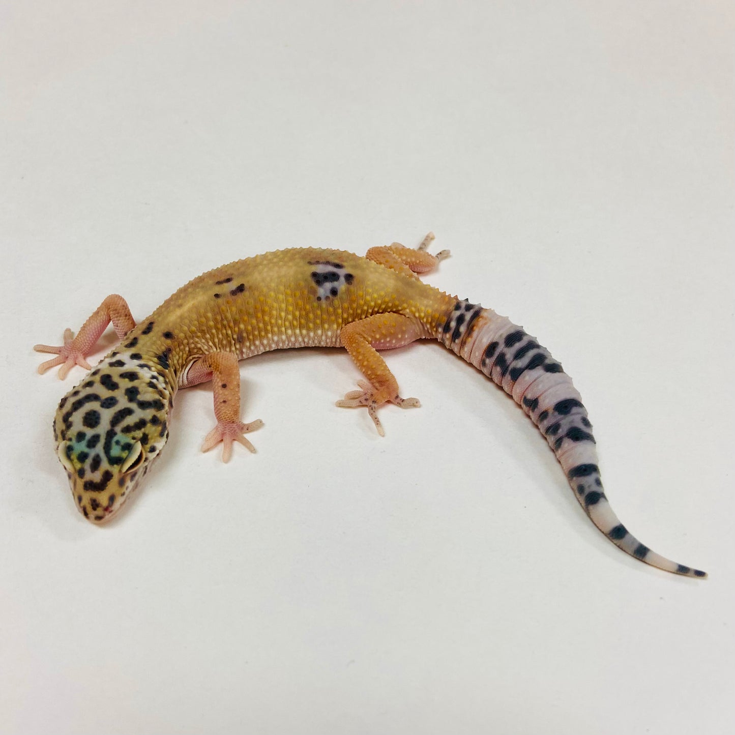 Normal Leopard Gecko Male 2025-090