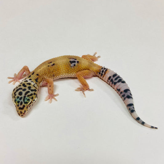 Normal Leopard Gecko Male 2025-090