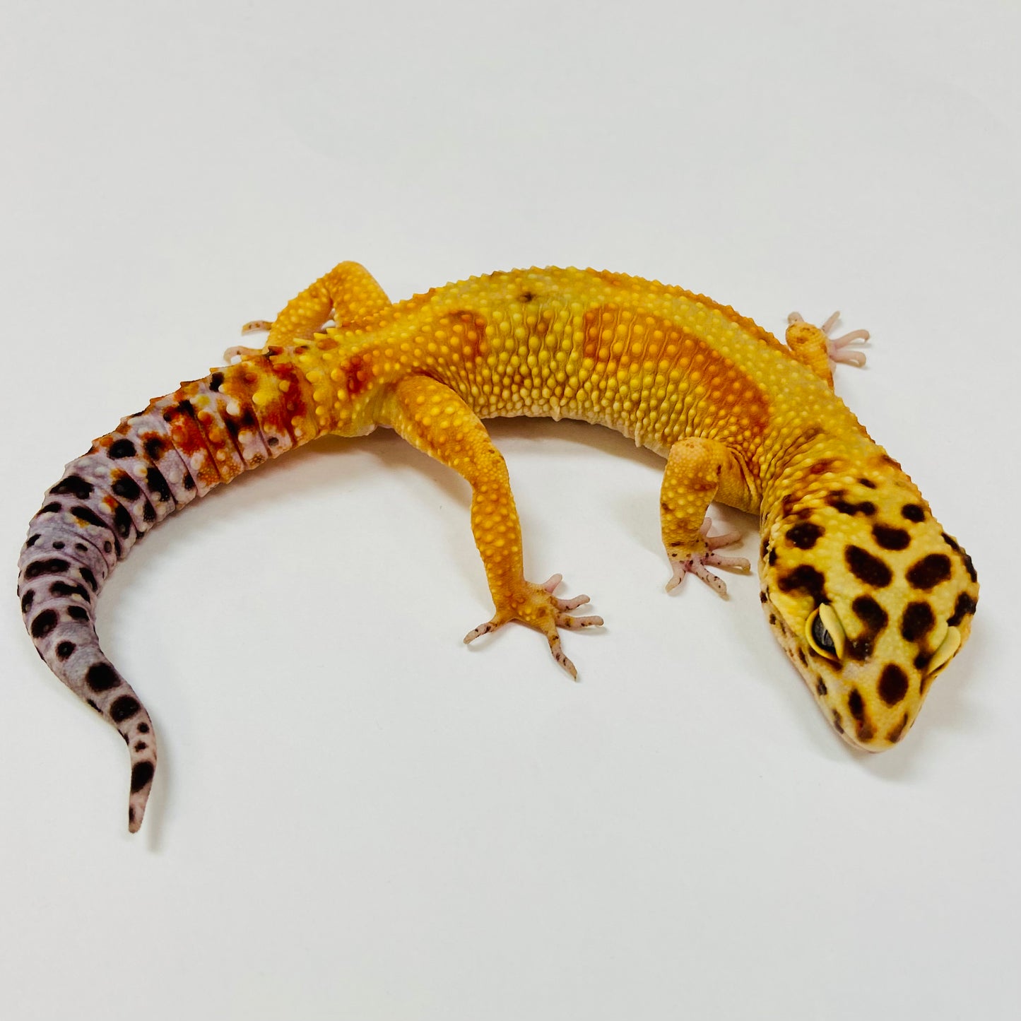 Adult Group 1.4 Citrine Leopard Gecko LBG-02