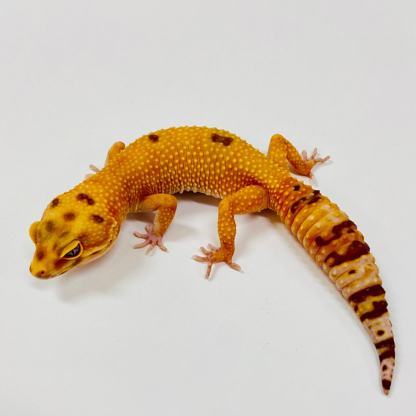Adult Group 1.4 Sunglow Tremper Leopard Gecko LBG-09