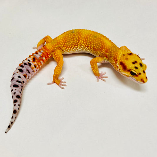 Tangerine W/Y Leopard Gecko Female B-A6-91024-1