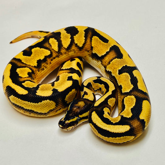 Enchi Leopard Yellowbelly Het Pied Male 2025M01