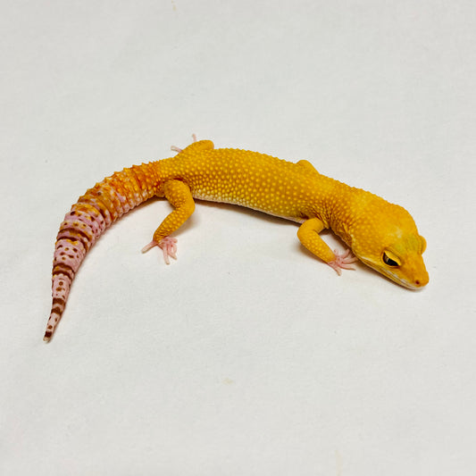 Raptor Leopard Gecko Male A-C7-70822-1