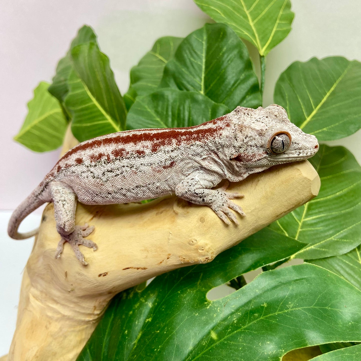 Red Stripe Gargoyle Gecko Adult Female GPB23
