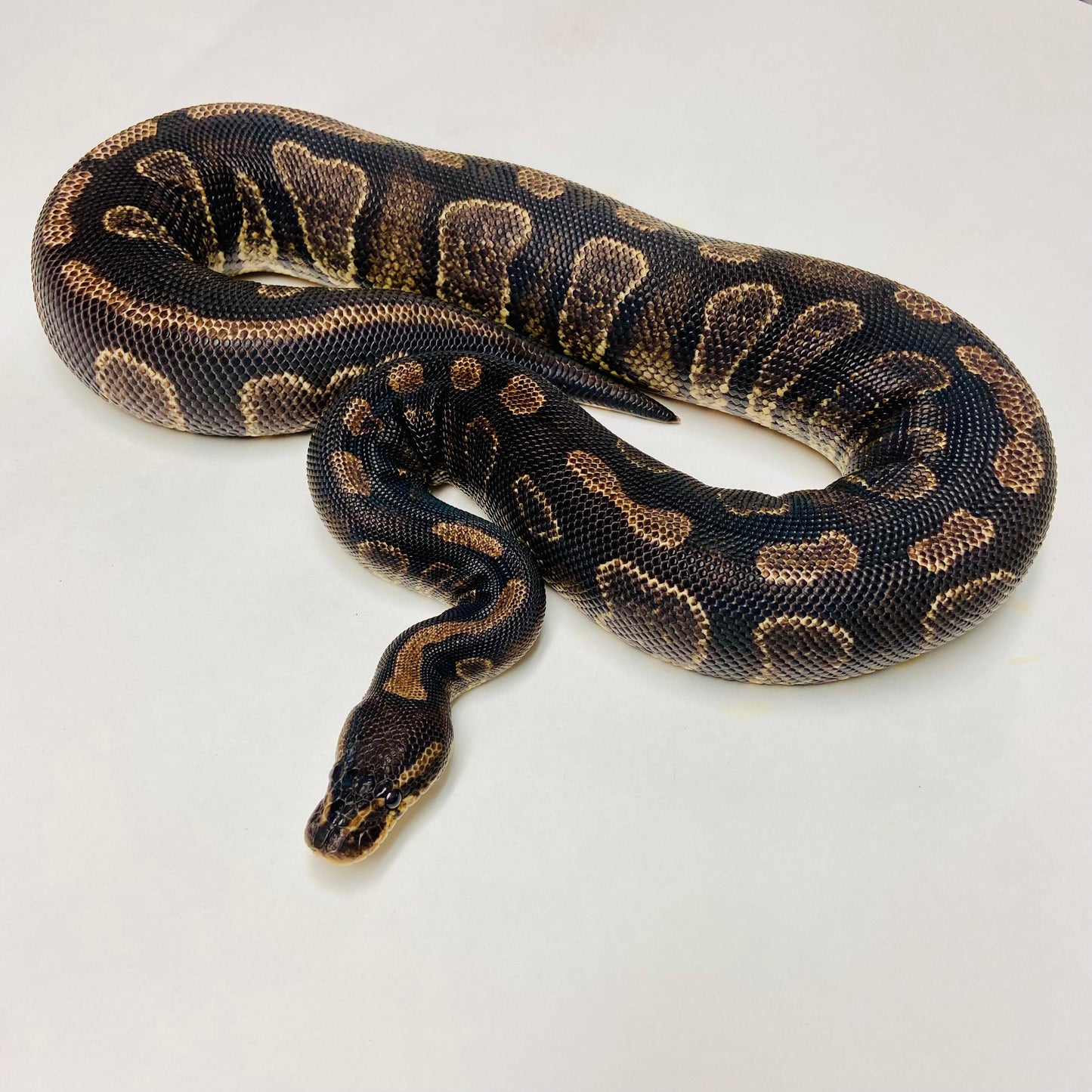 Super Chocolate Ball Python Female 2021F03 BHB Reptiles