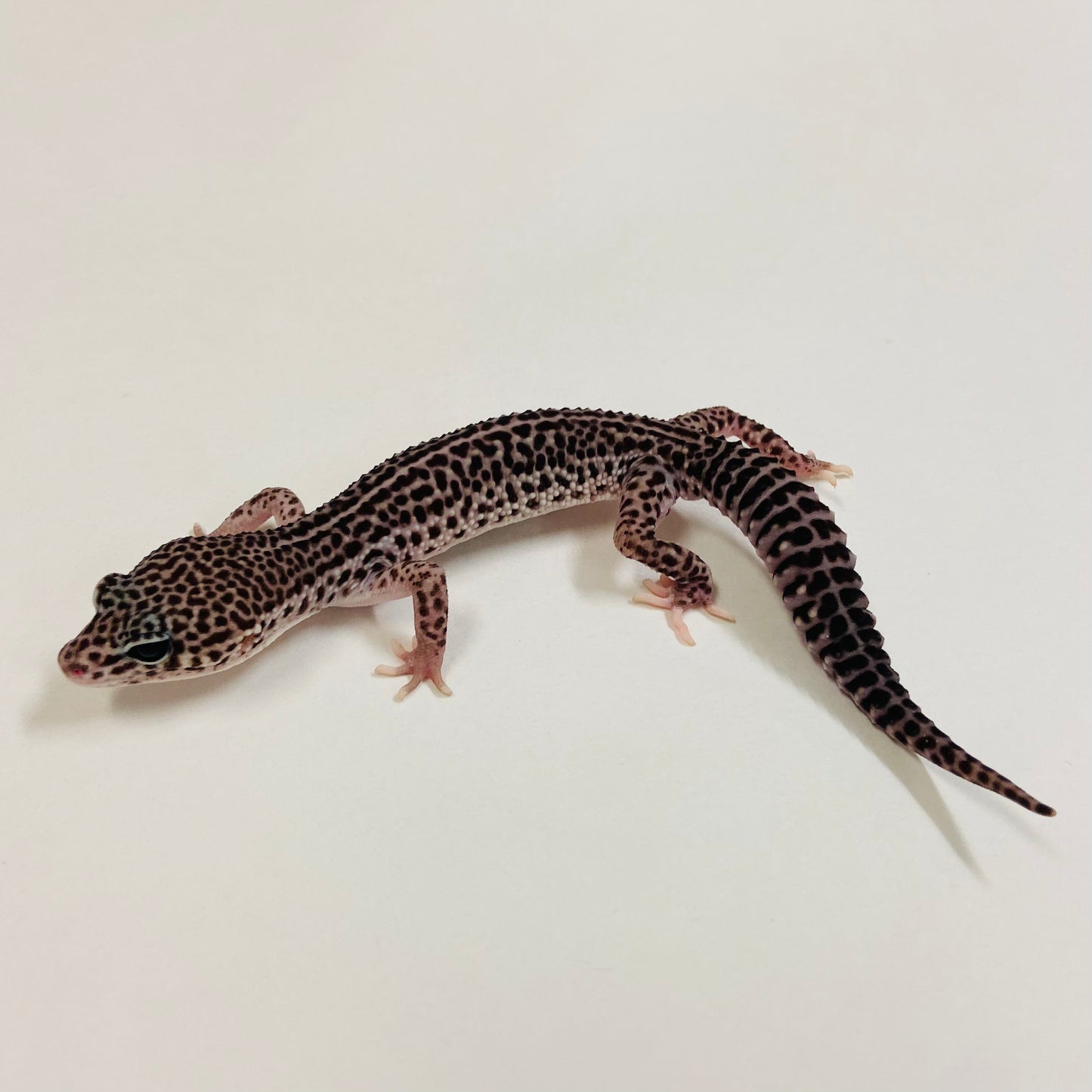 Dark Galaxy Leopard Gecko Male 2025-034