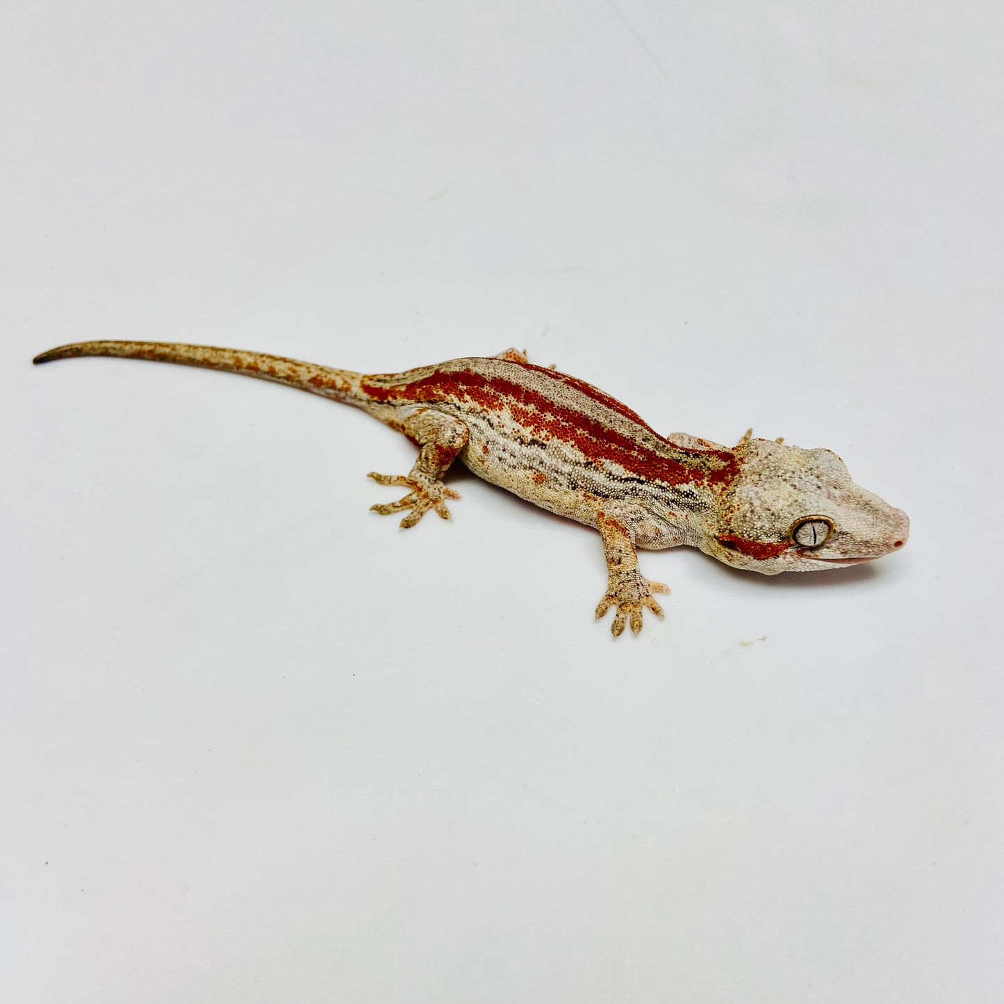 Gargoyle Gecko- Adopt GG01