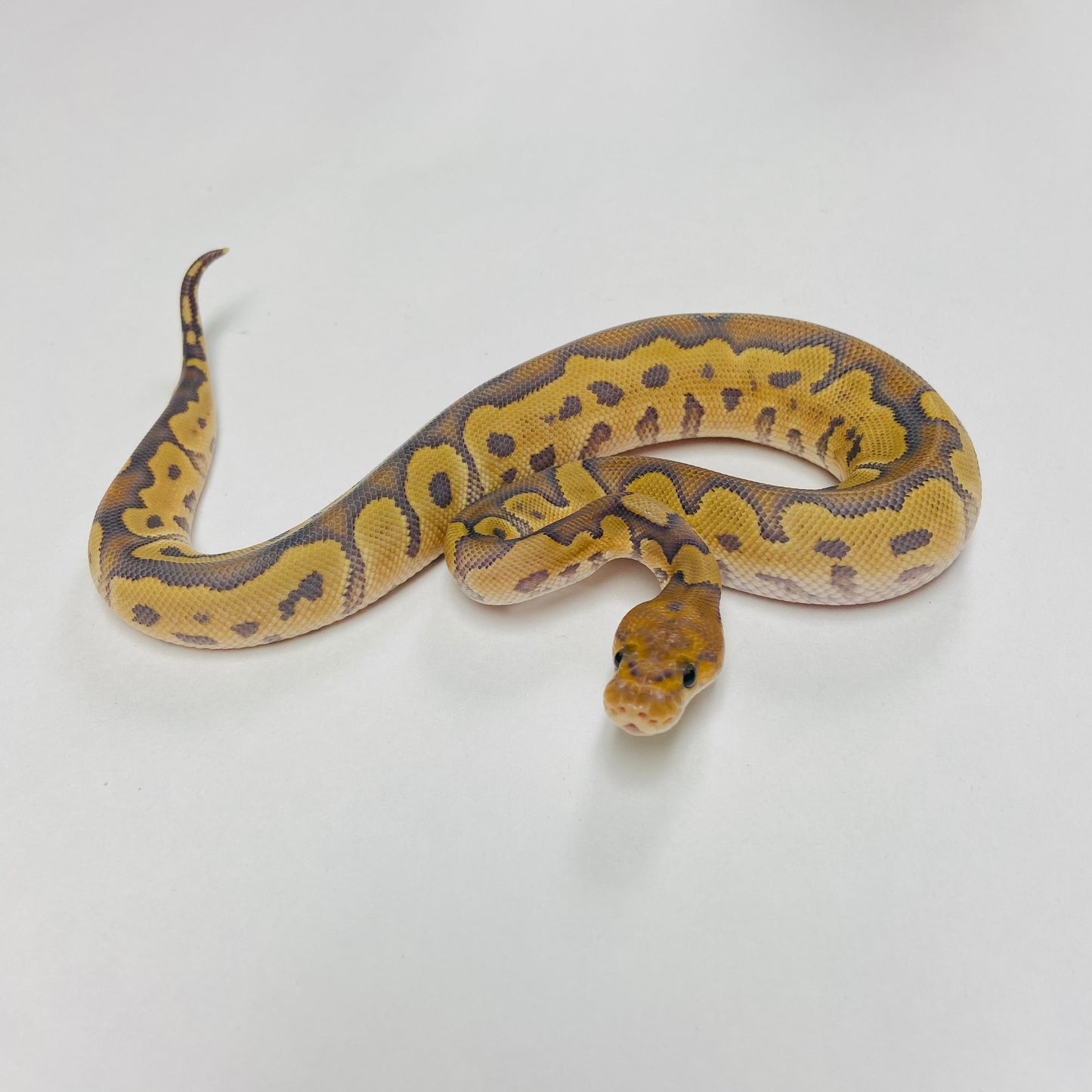 Hypo Clown Ball Python Female 2025F01