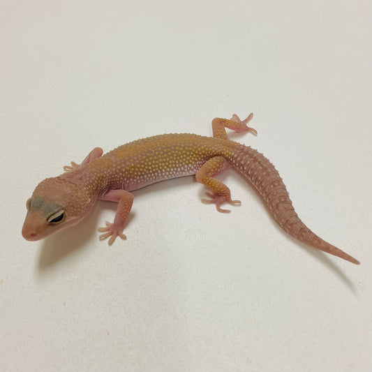 Murphy Patternless Pos MS Leopard Gecko 2025-016