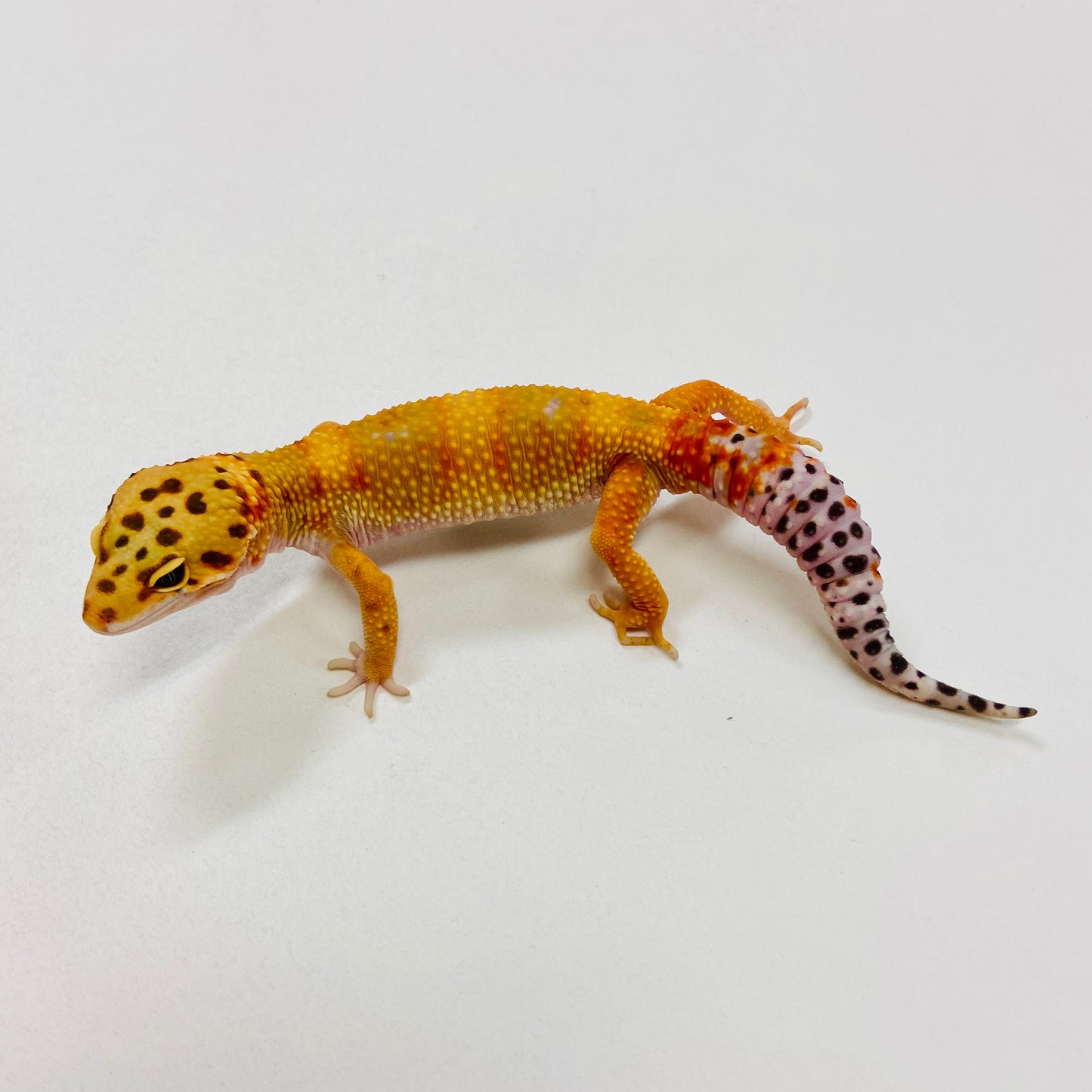 Citrine Leopard Gecko Male 2025-148