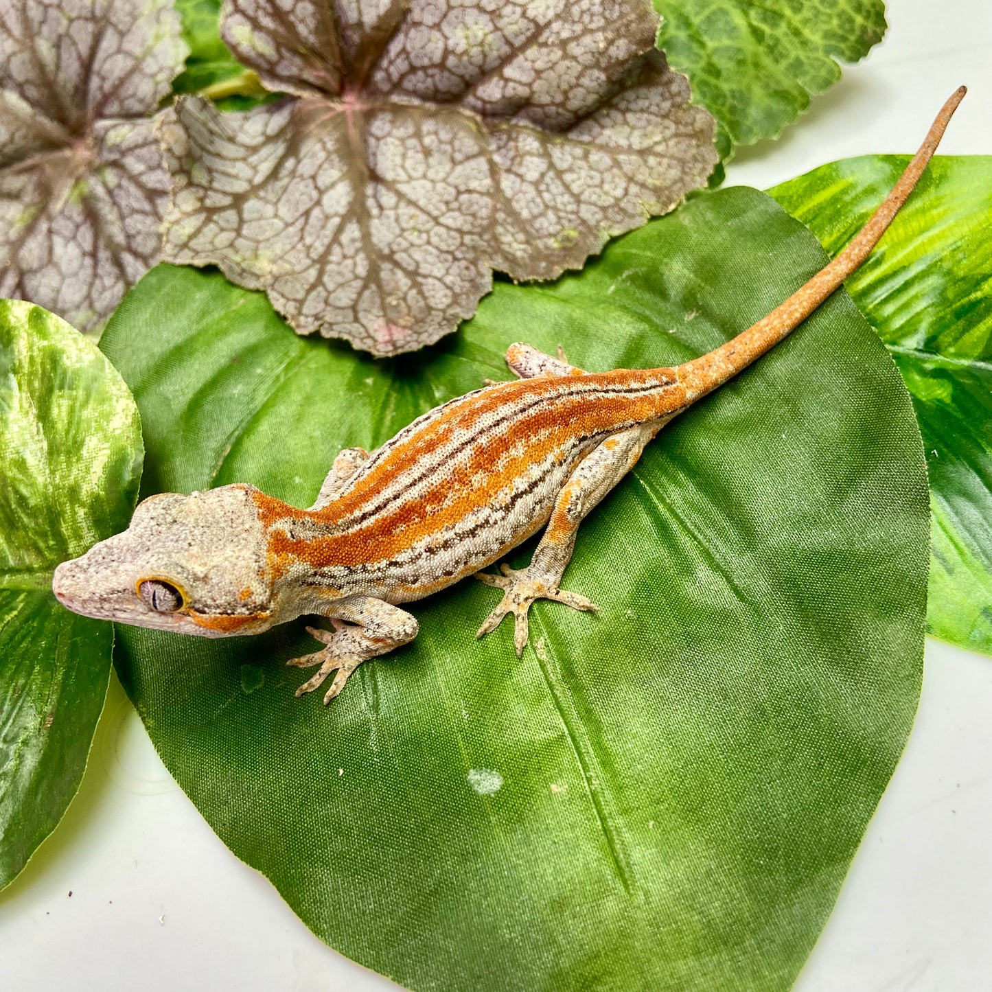 Red/Orange Six Stripe Gargoyle Gecko 2025 Unsexed 52225-05