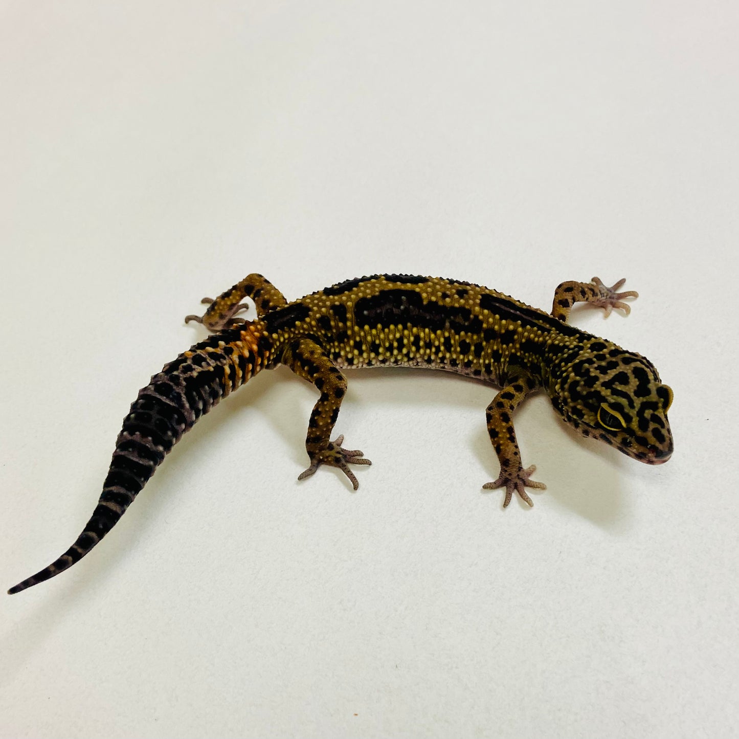 Dark Mack Snow Stripe Leopard Gecko Male 2025-184
