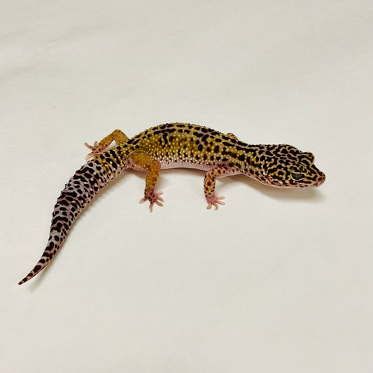 Dark Mack Snow Leopard Gecko Female A-C3-53123-1