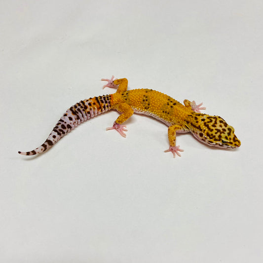 Albino Tremper Tangerine Leopard Gecko Female B-A8-80524-1