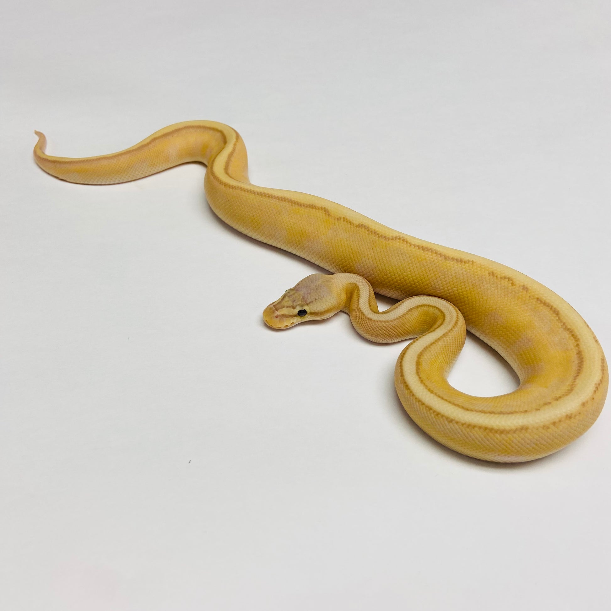 Banana Pastel Genetic Stripe Ball Python - Male #2023M01