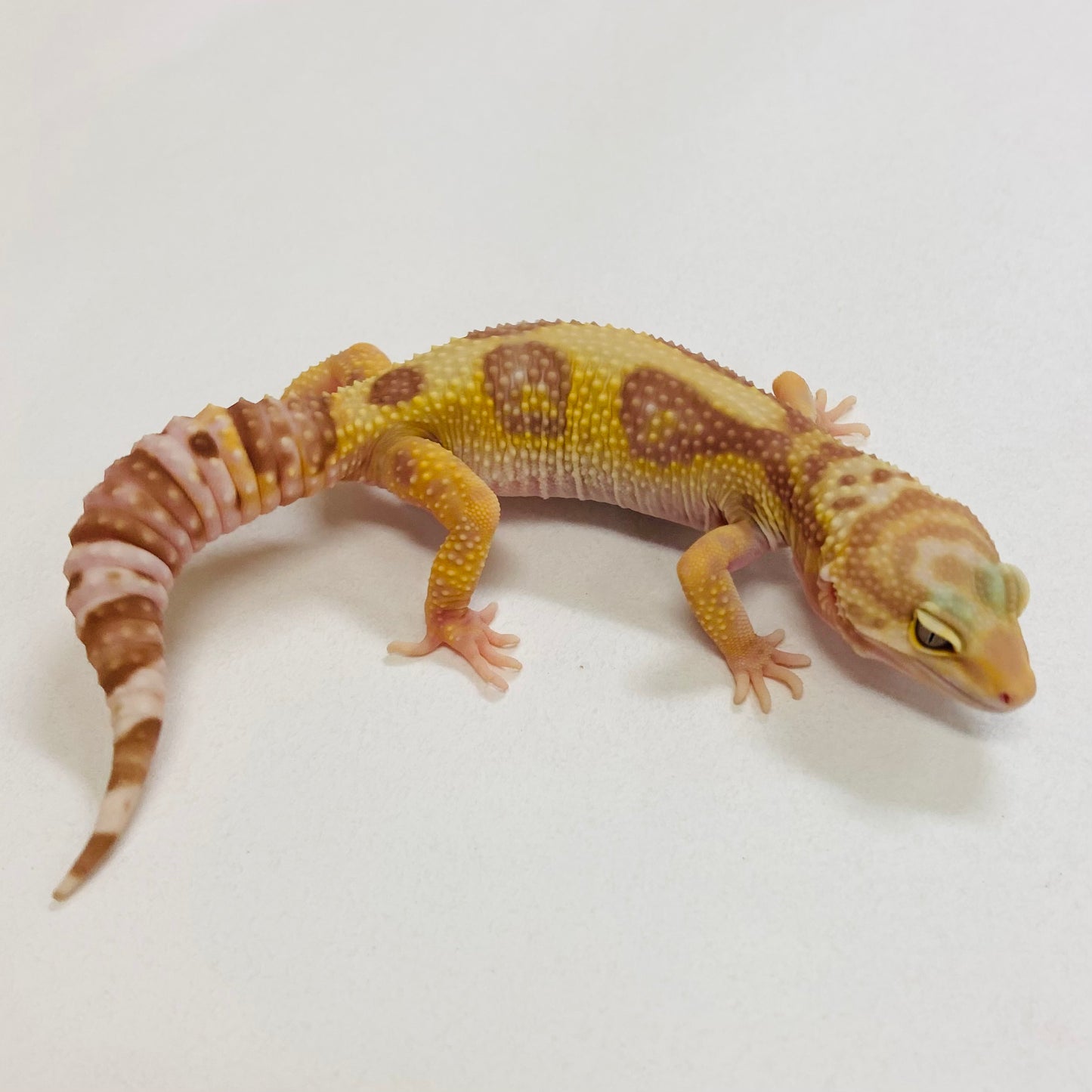 Tremper Albino W/Y Leopard Gecko Female 2025-150