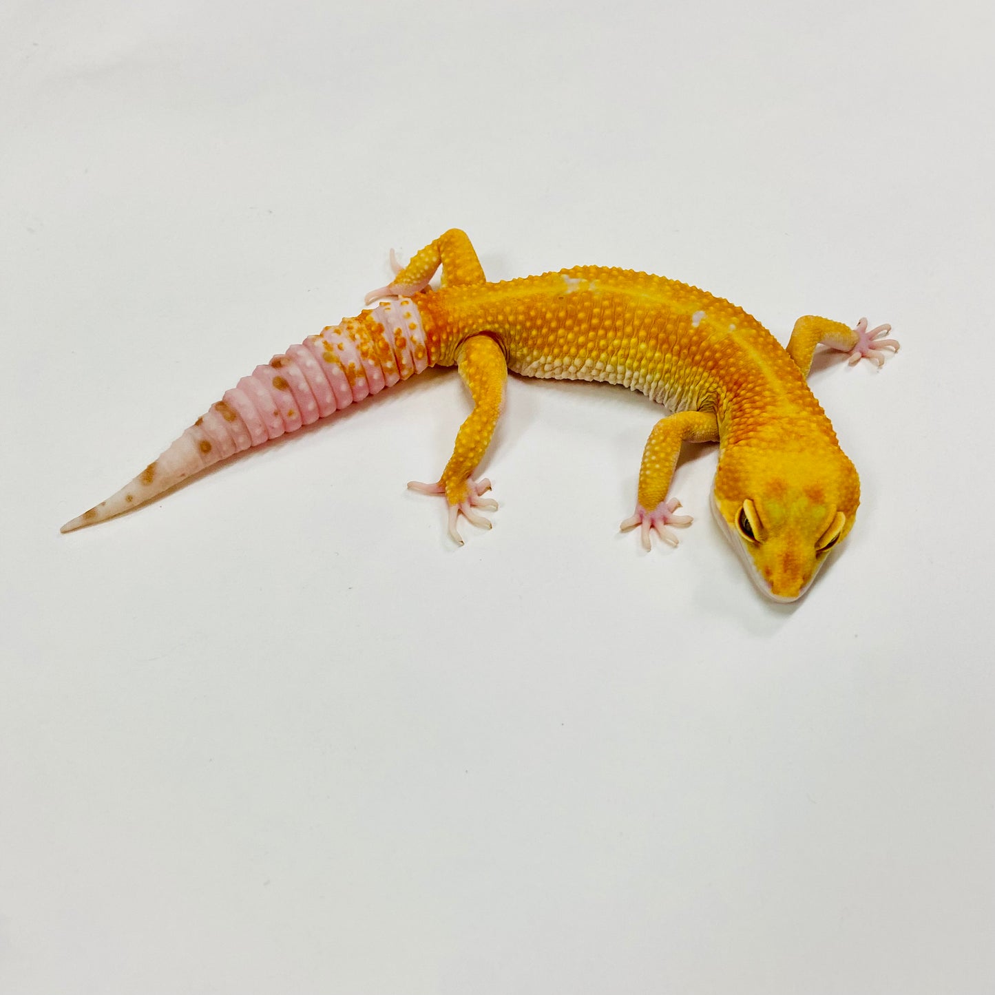 Sunglow Tremper W/Y Leopard Gecko Male H-G6-60821-1