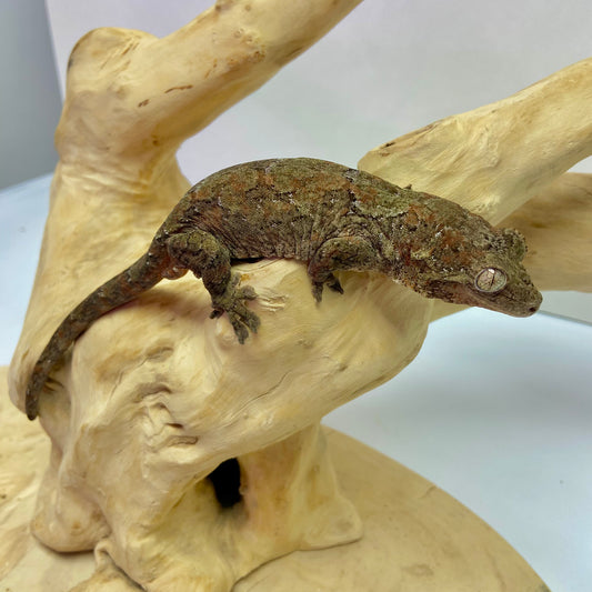 Chahoua Gecko 2023 Male CH01