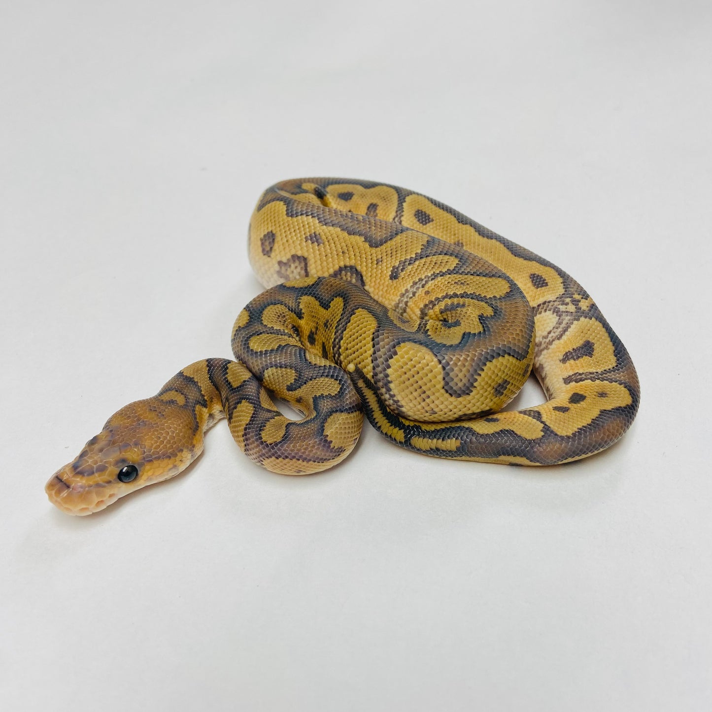 Hypo Clown Ball Python Male 2025M02