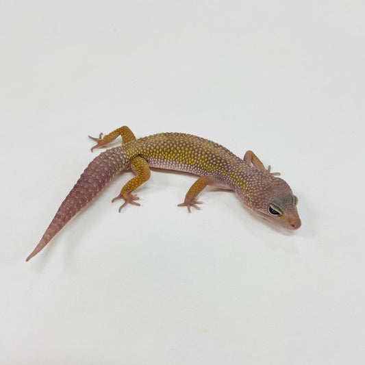 Mack Snow Murphy Patternless Leopard Gecko Male G-C2-72924-1