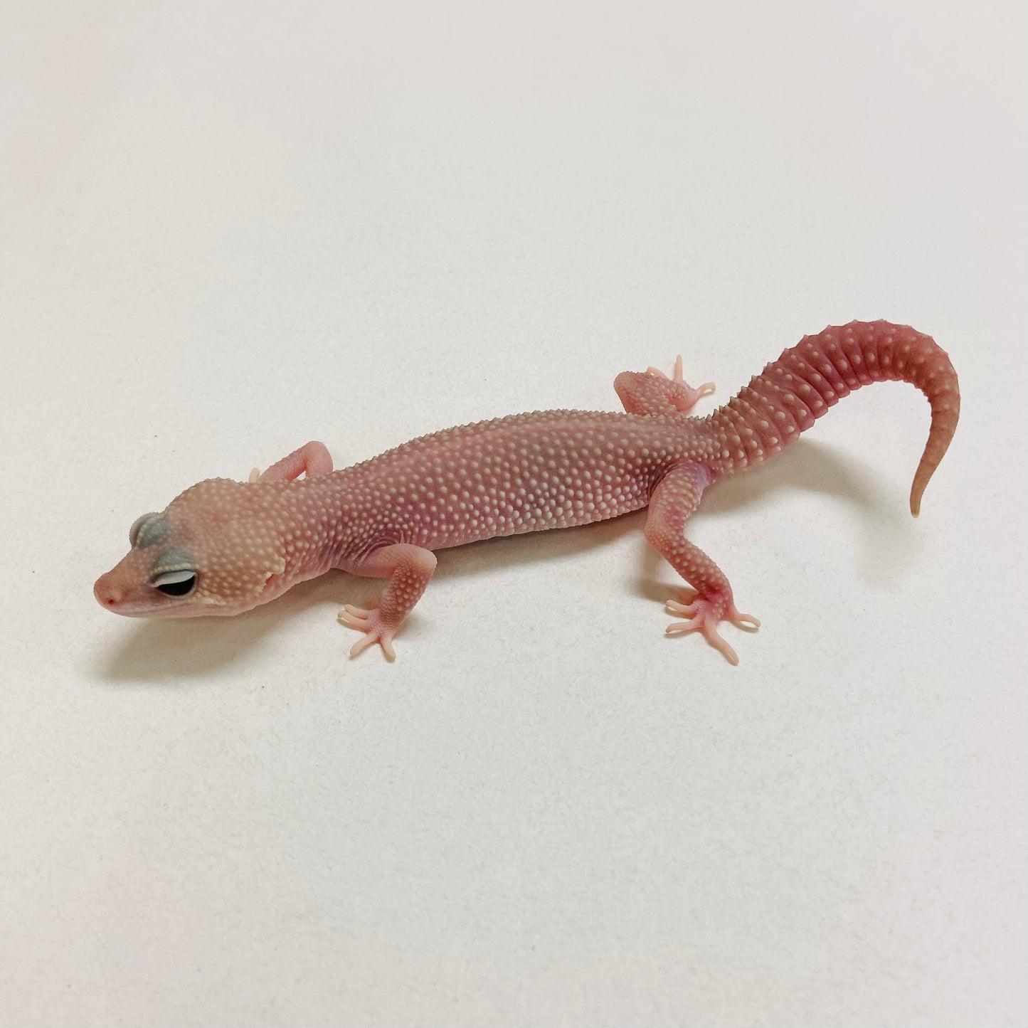 Murphy Patternless Pos MS Leopard Gecko Female 2025-212