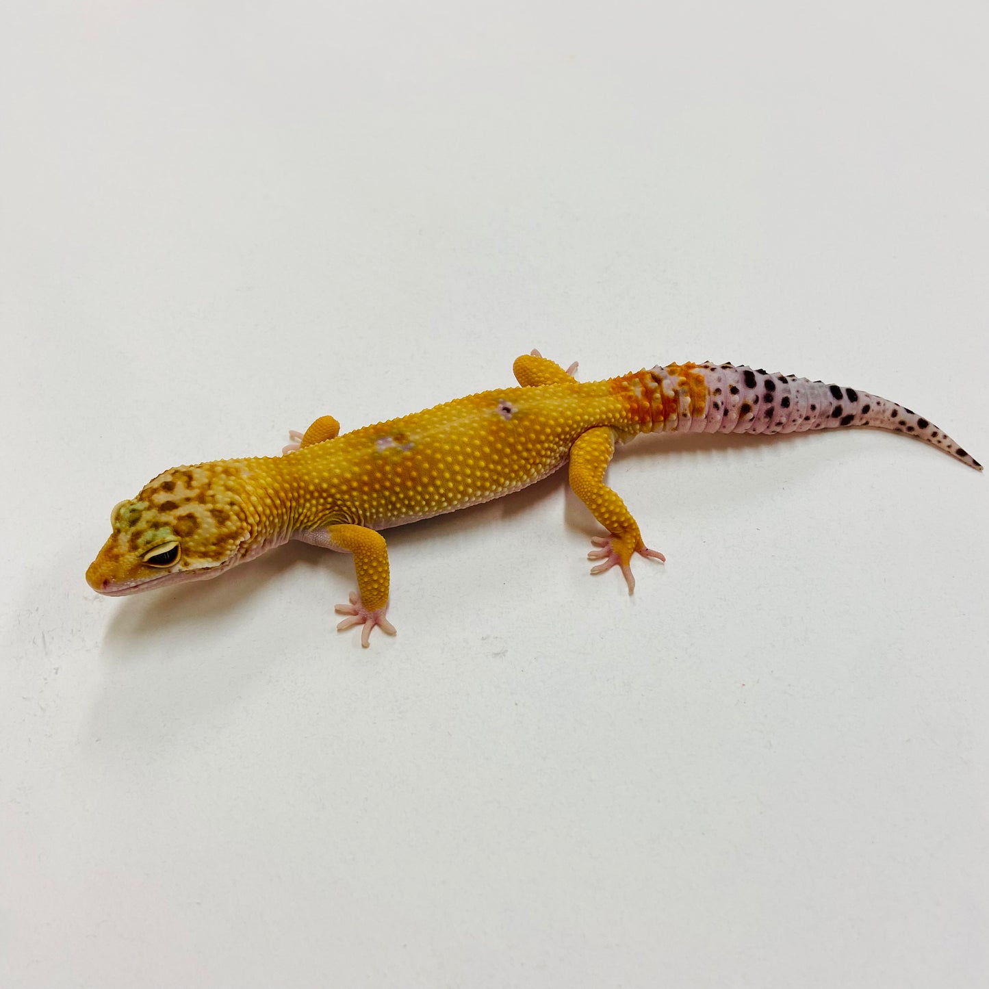 Hypo Tangerine Leopard Gecko Male H-B8-92024-1