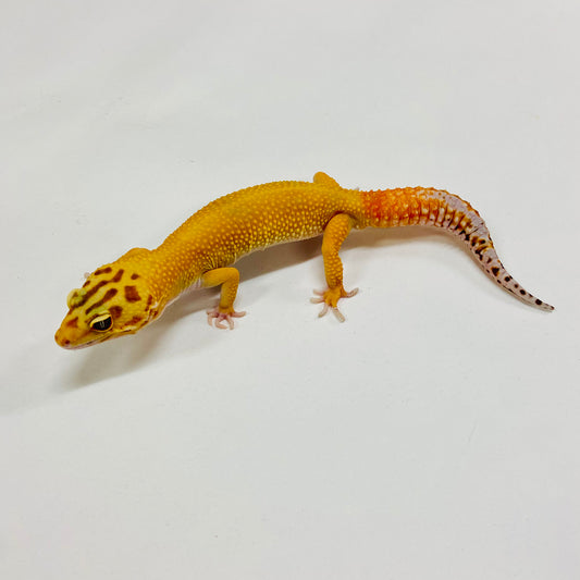 Hypo Tangerine Carrot Tail Leopard Gecko Male H-B7-91524-1